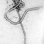 Ebola_virus