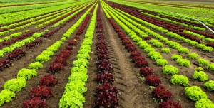 Agriculture Salad Cultivation Harvest Landscape