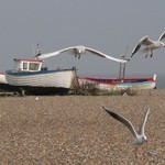 boats-and-birds-1401214