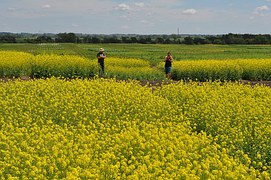 canola-1060353__180