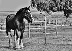 shire-horse-1759322_960_720